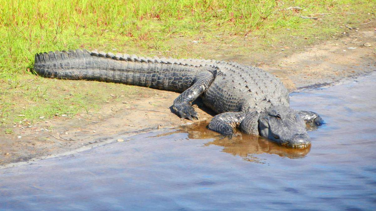 An alligator at Myakka River State Park in Sarasota County.
MARC R. MASFERRER/Bradenton Herald