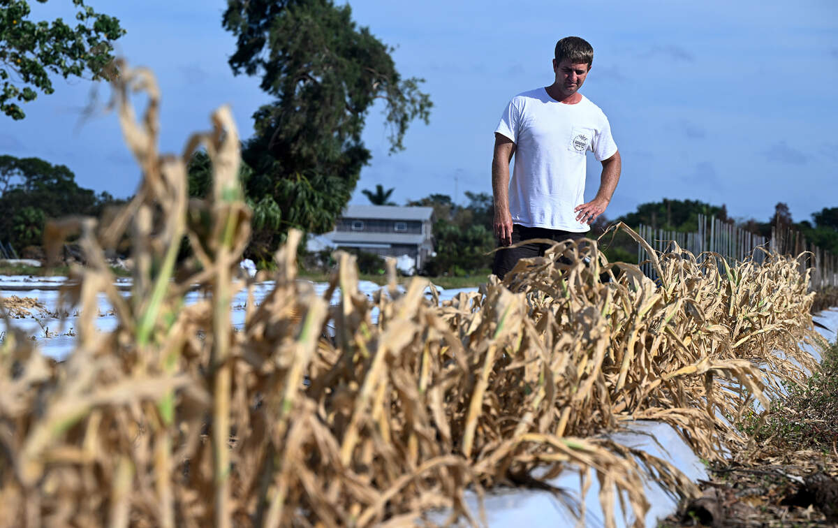 Steffen Geraldson stands in a row of corn killed by saltwater incursion. The Geraldson’s small farm in northwest Bradenton suffered devastating losses from the stormwater surge in Hurricane Helene. The family has been farming since the 1960s.