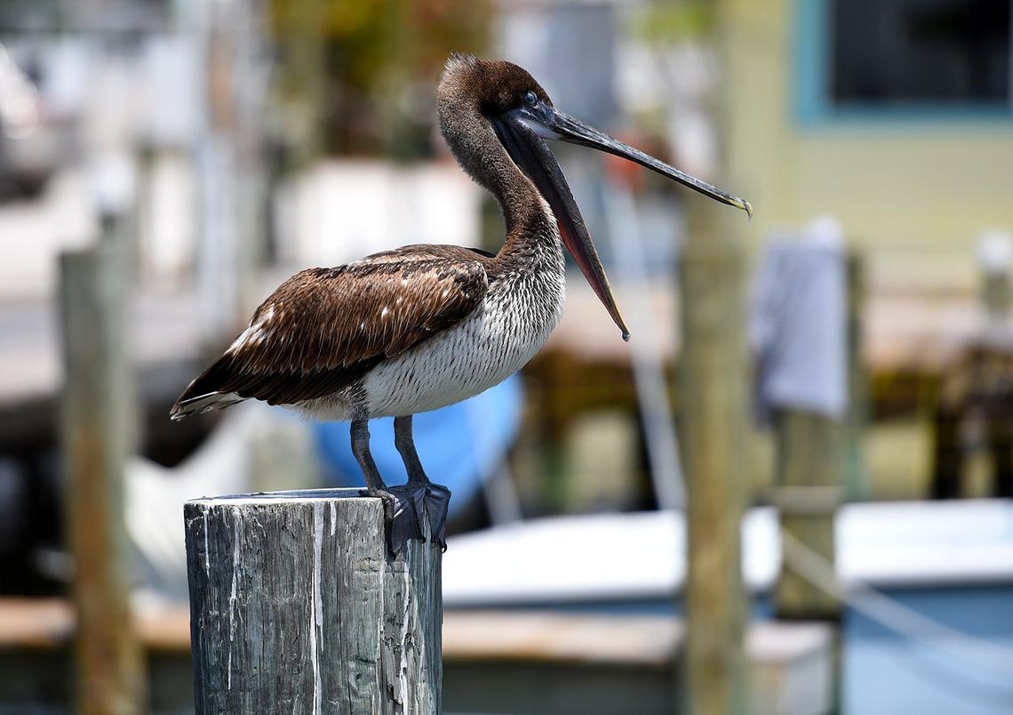The Florida Department of Transportation announced the results of its project development and environment study, or PD&E, that recommended the Cortez Bridge become a 65-foot fixed span bridge. Here a pelican sits on a piling outside the Tide Tables Restaurant, which is at the foot of the bridge.