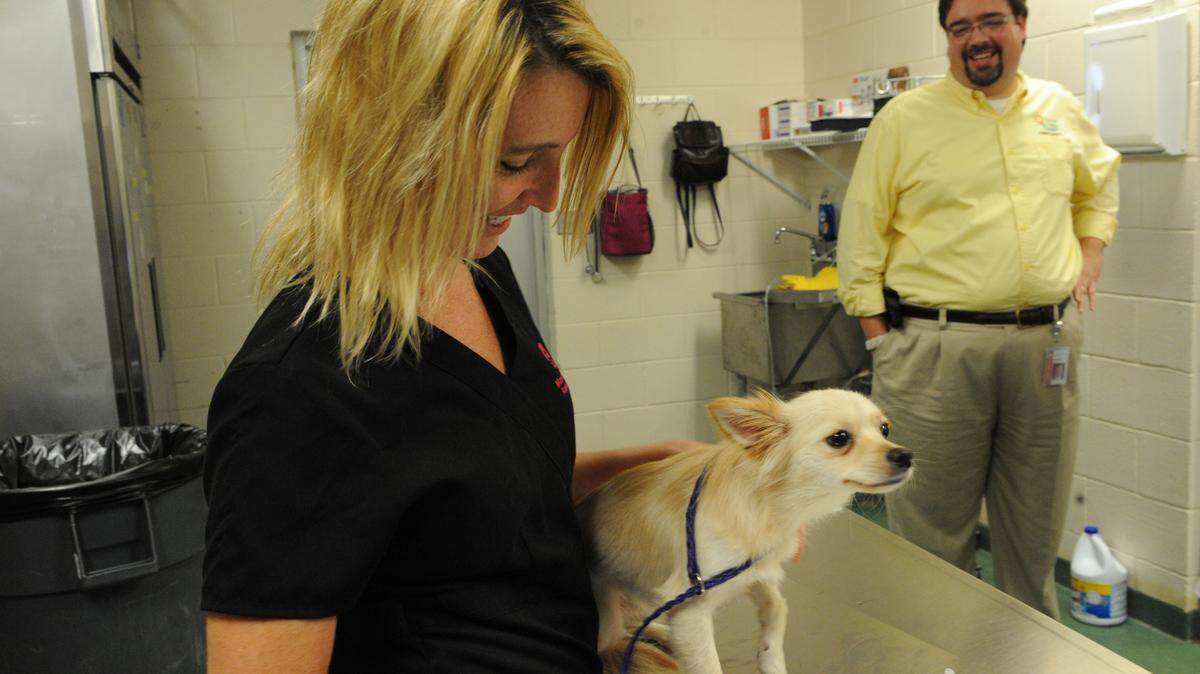 Michon Pratt, certified veterinarian technician, checks out a stray dog that was brought to Manatee County Animal Services. Looking on is Bob Smith, Manatee County public safety director, who will oversee the department until a new chief if appointed. 
 GRANT JEFFERIES/Bradenton Herald