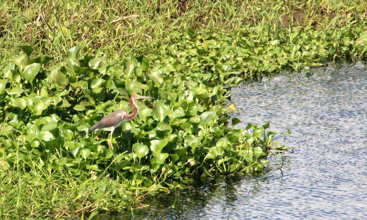 A tricolored heron walks on a bed of hyacinths floating in Tatum Sawgrass Marsh.
