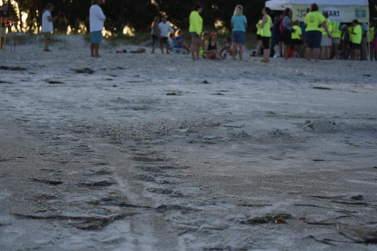 Tracks from Bortie the sea turtle lead to the nest she laid Monday night. She was released to the Gulf of Mexico in front of a large crowd on Conquina Beach Tuesday morning.