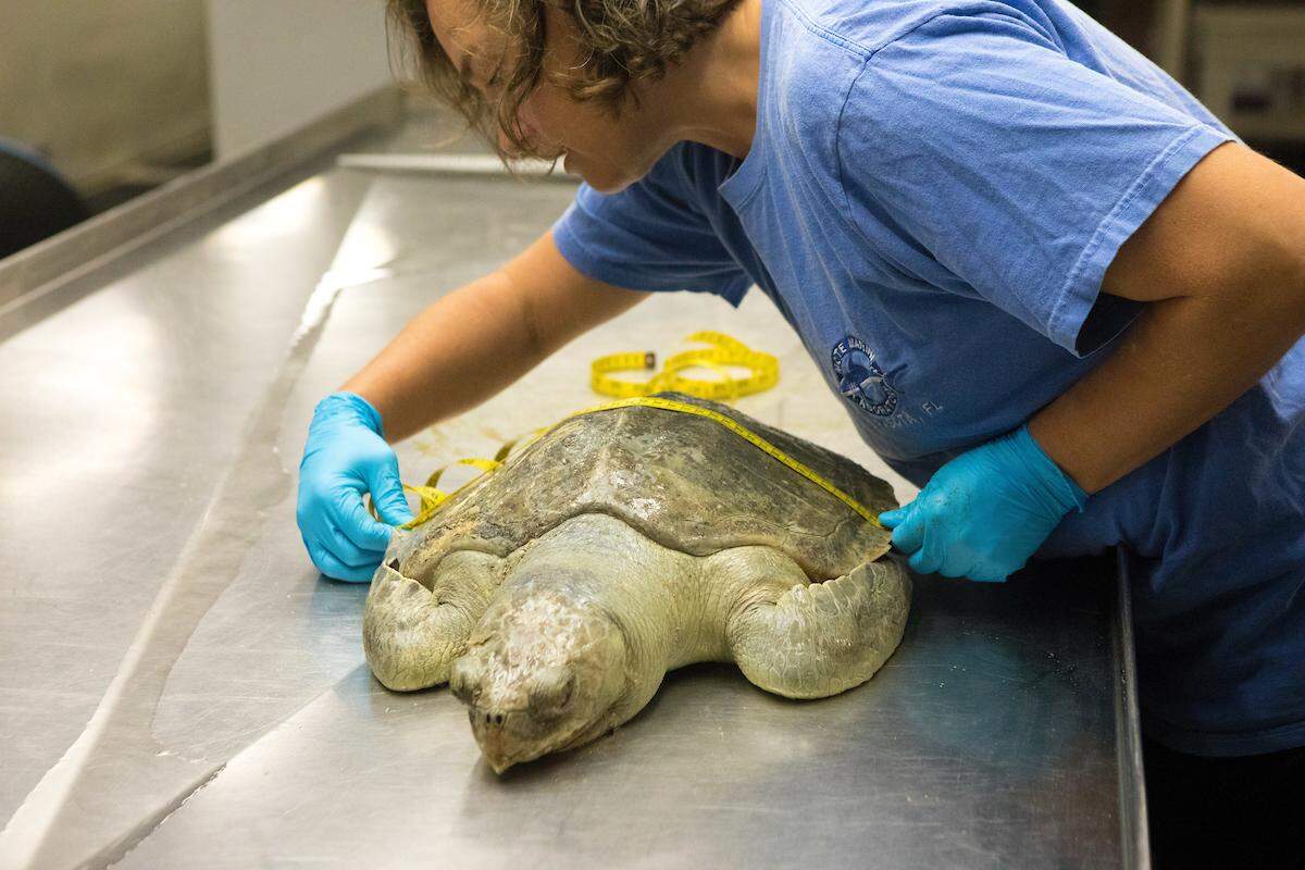 Gretchen Lovewell, Mote Marine’s stranding investigations program manager performs a necropsy on a Kemp’s ridley sea turtle on Aug. 7. This year’s red tide has killed several sea turtles, manatees and up to 13 dolphins to date.