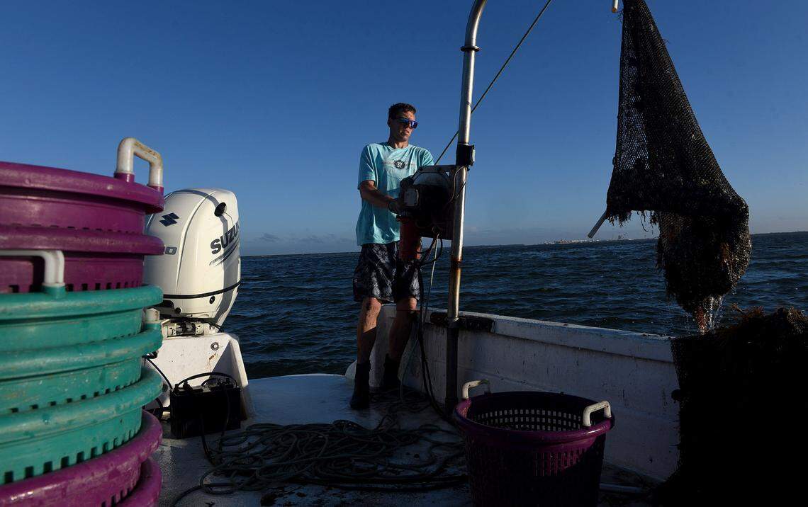 12/15/21—Ryan Brown guides a rope used in a mechanical pulley to haul in nets filled with clams. The seedling clams are set into the shallow waters and pulled up months later when they’re ready.