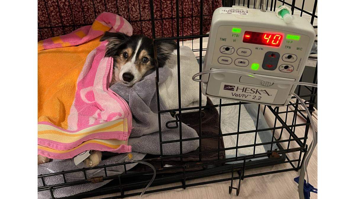 A former Hardee County Sheriff’s Office deputy fired in November for animal cruelty is facing additional charges from the Manatee County Sheriff’s Office.