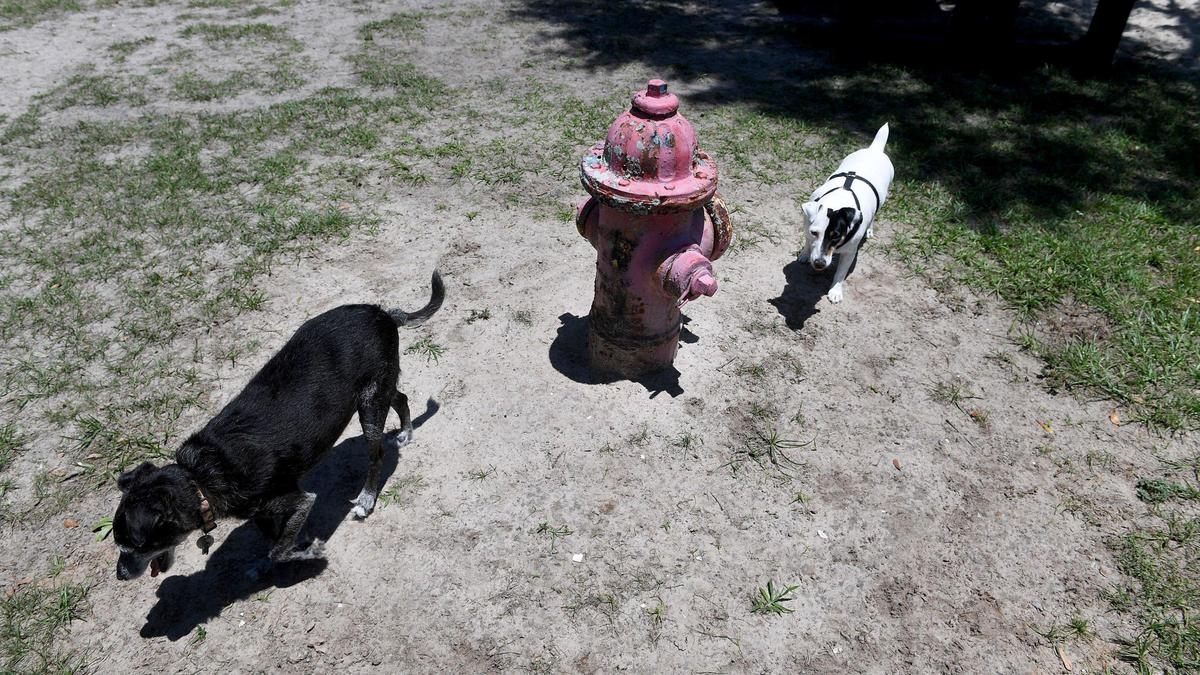 Manatee County officials put up signs warning visitors to Dog Leg dog park near Buffalo Creek Park in Palmetto, FL that gators could be in the water behind the park. The signs were installed after community complaints. Marley and Elsa sniff around happily Friday.