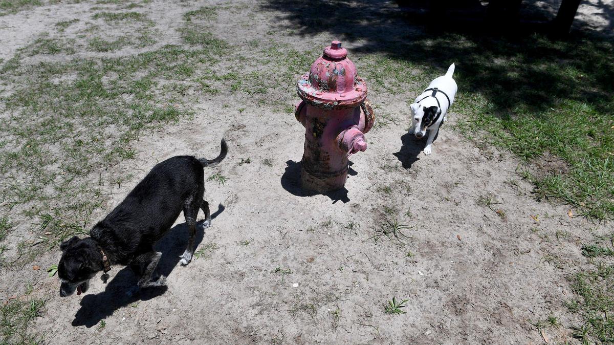 Two dogs play Buffalo Creek Park in Palmetto in 2019.