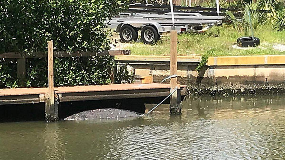 A dead manatee washed up near the Bradenton shore Sunday.