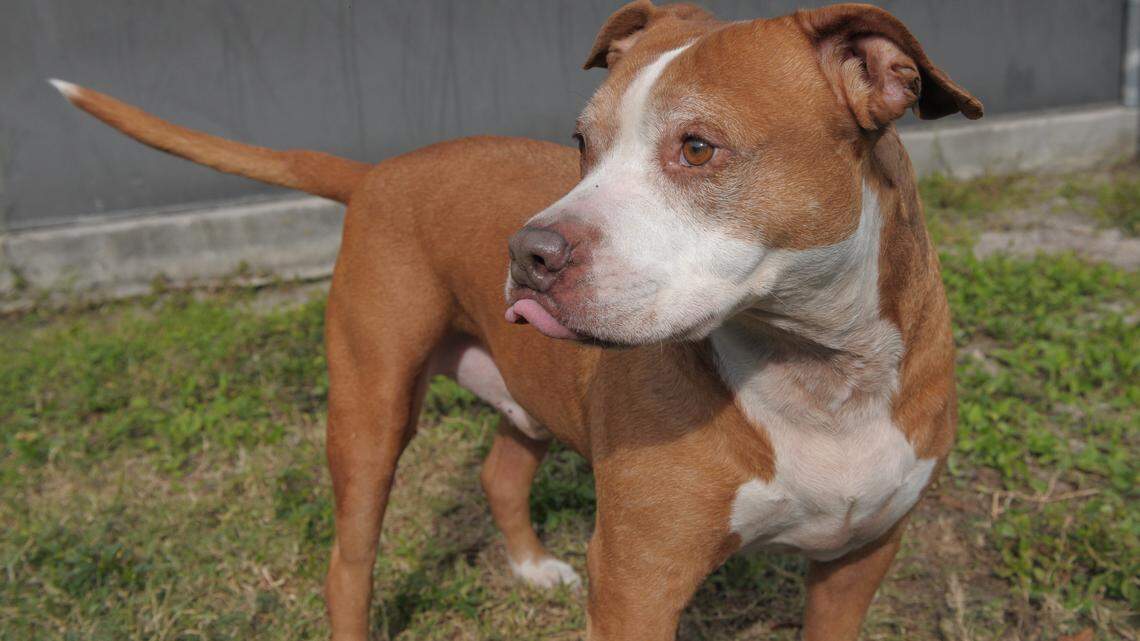 Pets of the week: Jan. 22