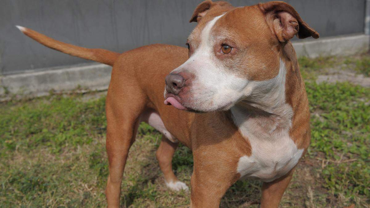 Wilbur, a 7-year-old old male Old English Bulldog/boxer dog, is looking for a good home. He is available for adoption at Manatee County Animal Services in Palmetto for only a $15 county tag fee. 
 GRANT JEFFERIES/Bradenton Herald
