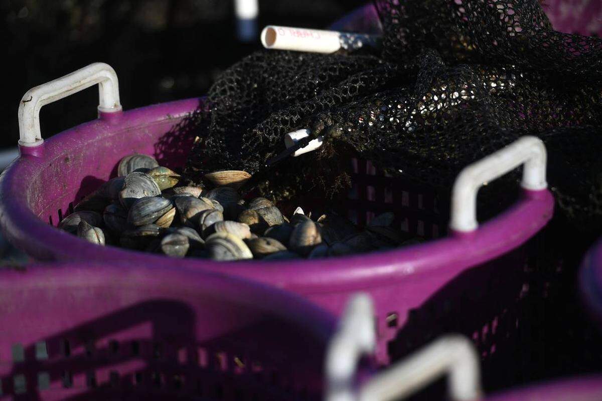 Bushel baskets of clams sit on the floor of D.J. Strott’s skiff 12/21/2021 during harvesting in the waters of Tampa Bay. Strott helps to supply the commercial seafood market. Clams are a valuable source of food as well as an asset in improving bay water quality.