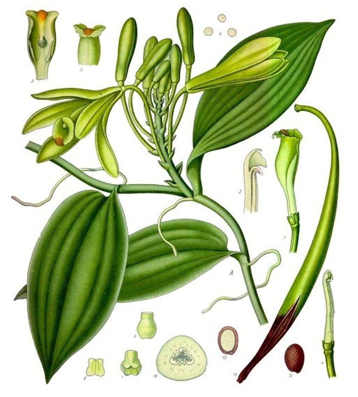 A botanical illustration of Vanilla planifolia from 1897.