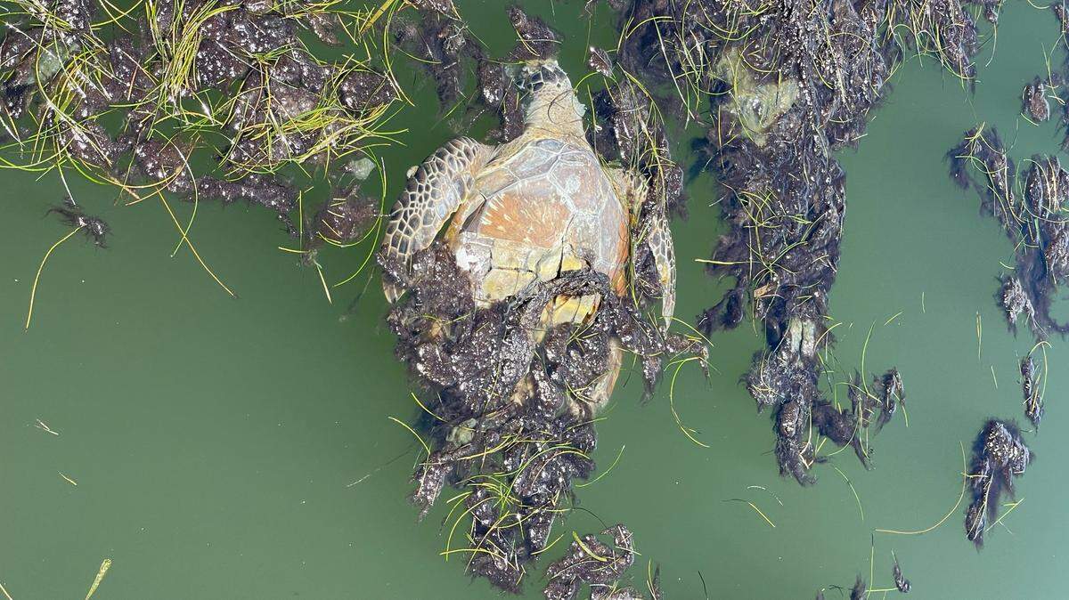 A dead sea turtle is covered in Lyngbya macroalgae. Sarasota Bay experienced a massive bloom of the blue-green algae following the release of 200 million gallons of contaminated wastewater from the Piney Point industrial site in Manatee County.