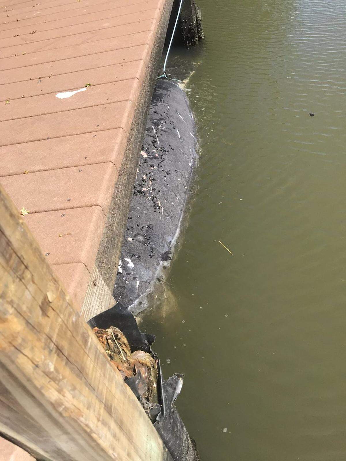 A dead manatee washed up near the Bradenton shore Sunday.