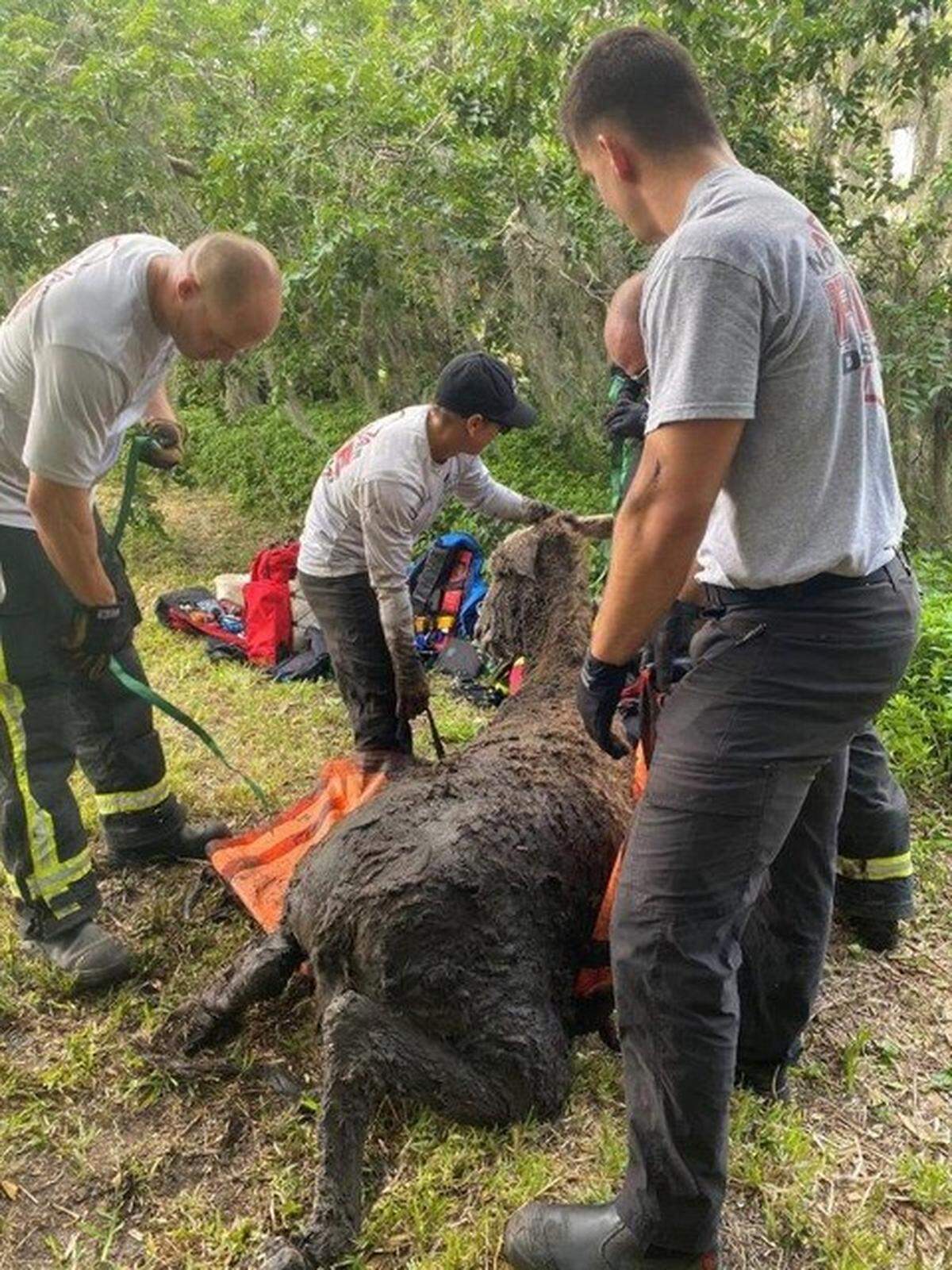 Cecil, a 400-500 lb donkey, was rescued by North River Fire’s Technical Rescue Team April 30, 2022.
