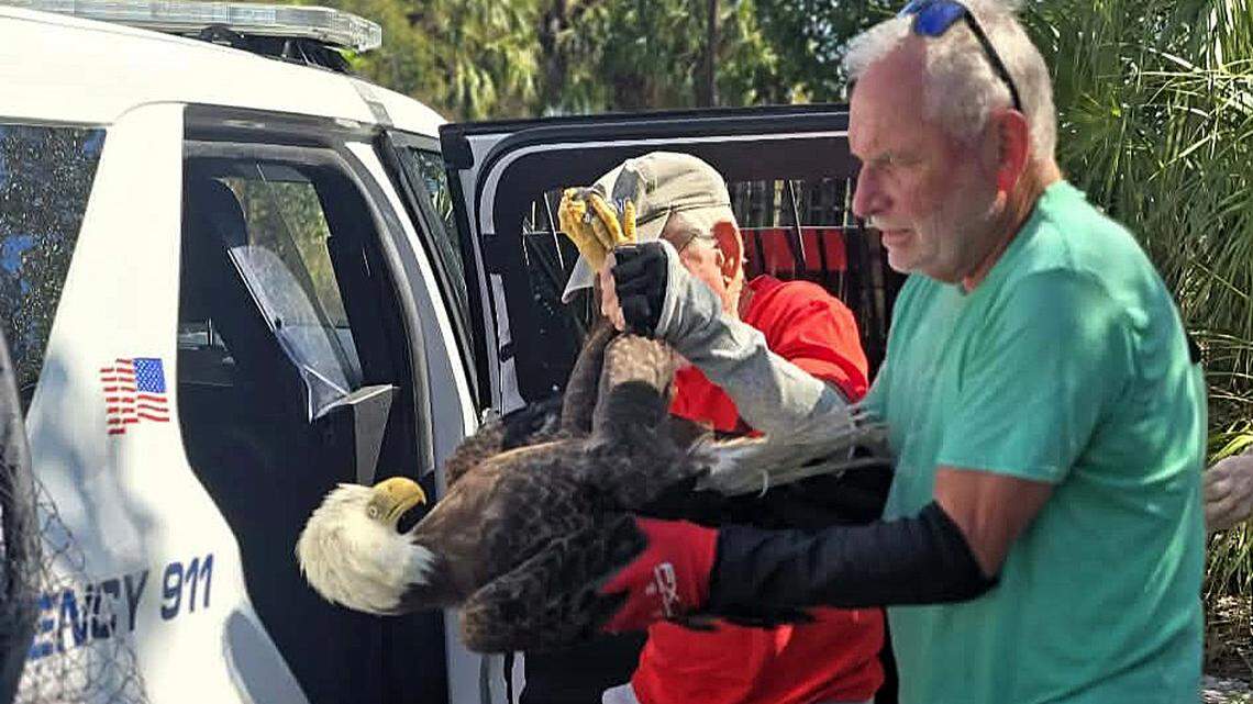 A bald eagle was rescued by the Bradenton Police Department, with the help of the Wildlife Education and Rehabilitation Center Inc.