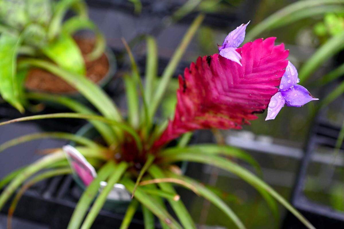 Dennis Cathcart, founder of Tropiflora, a major grower of bromeliads, says the grow-houses with all their plants were hit hard by Hurricane Ian, completely destroying seven structures and heavily damaging most of the rest. Here a Wallisia Cyanea in one of the damaged structures.