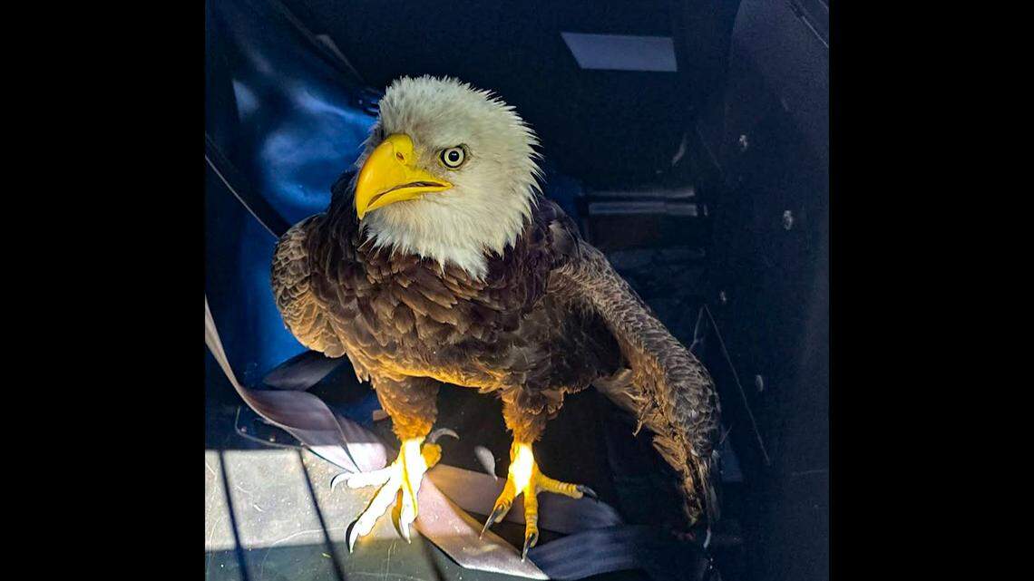 Bald eagle recovering after Bradenton police rescue on Presidents Day