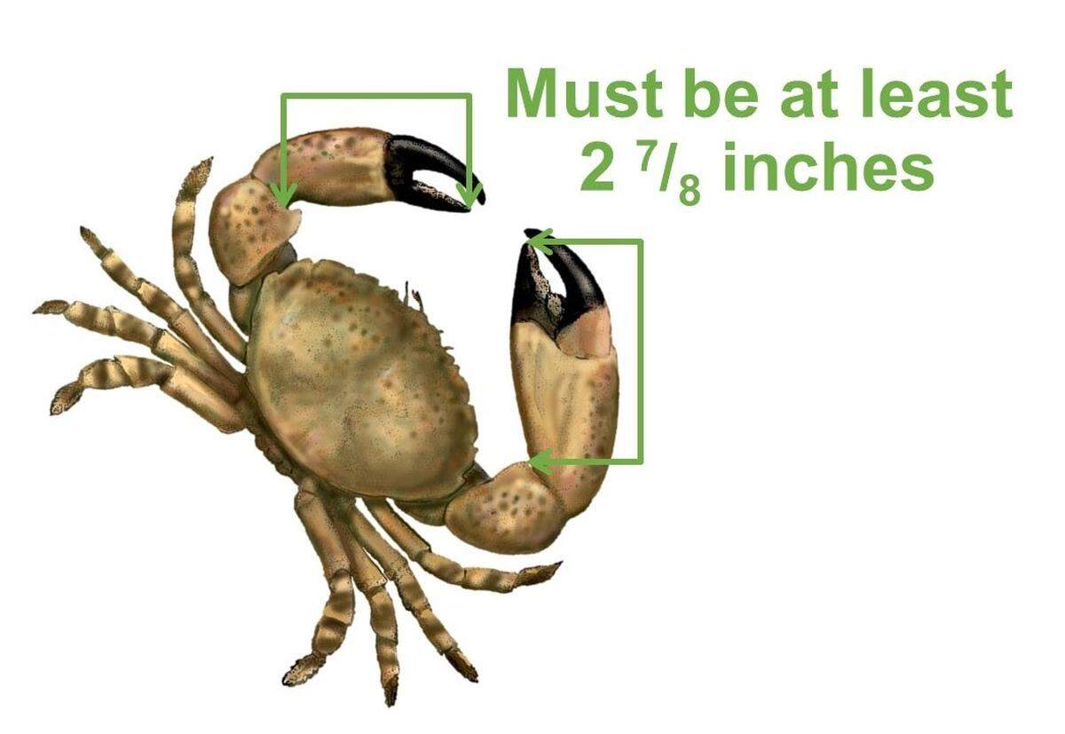 Several recreational and commercial stone crab regulation changes have gone into effect, including a minimum claw size of 2 7/8 inches, a one-eighth inch increase, for the Oct. 15 season start date.