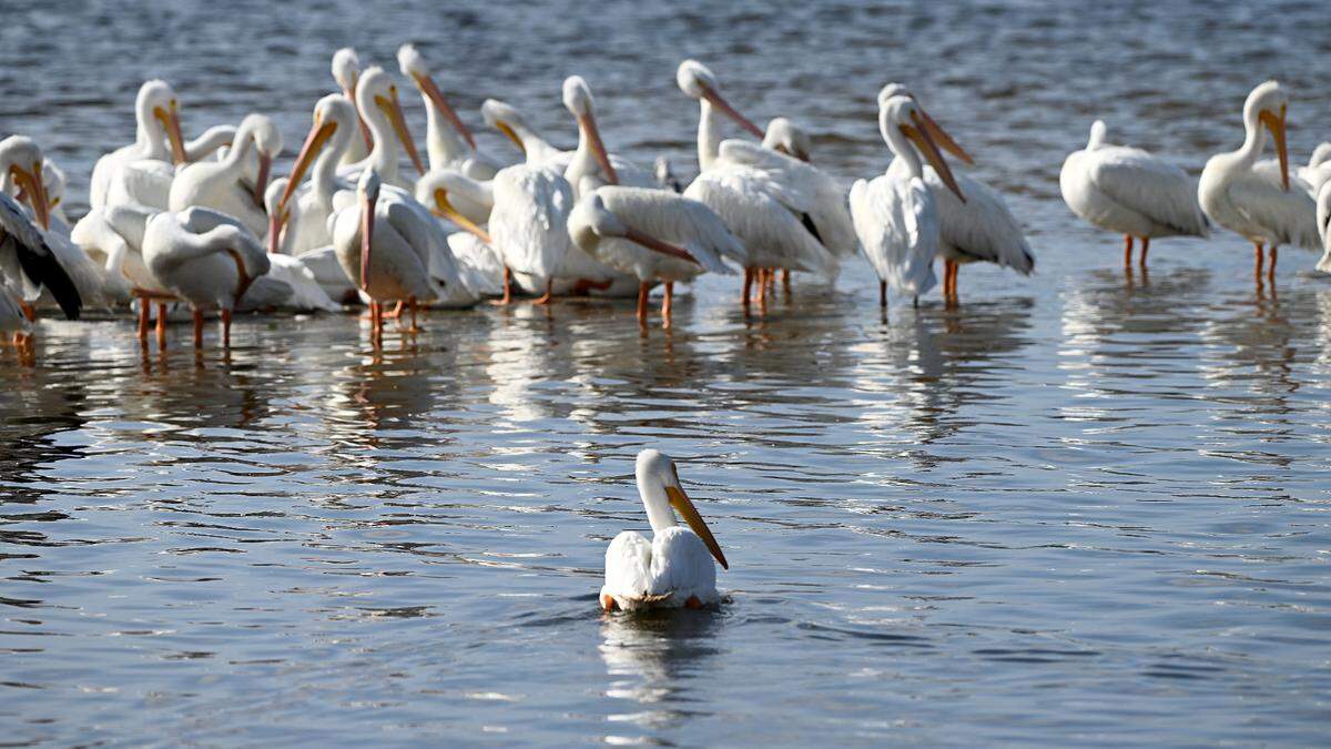 Pelicans gathered at the docks of Cortez on the mornings of Dec. 31st.