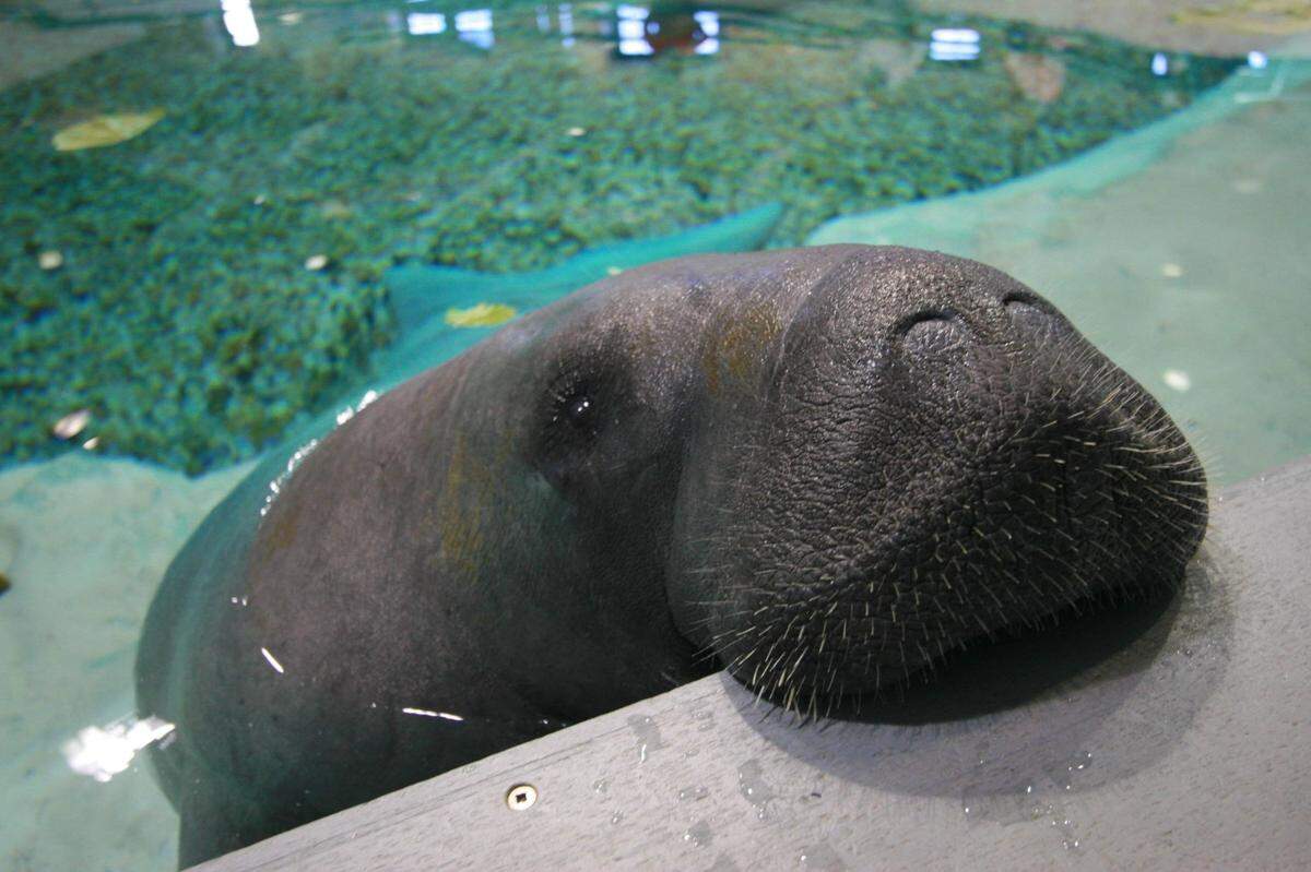 Famous Bradenton resident Snooty the manatee, who was the world’s oldest captive manatee when he died at age 69, is pictured in this Bradenton Herald file photo from 2007.
