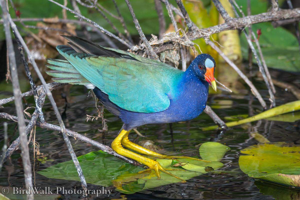 A capture of the colorful purple gallinule that Jesse Waring took on a visit to Everglades National Park.