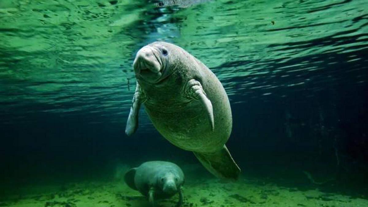 A manatee and her calf lounge in western Florida's spring-fed Crystal River. 
 Rick Loomis Los Angeles Times