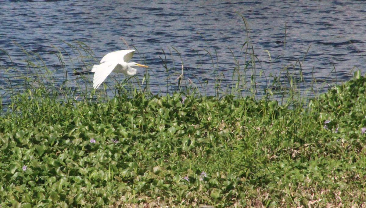 A great egret soars above a bank of hyacinths at Tatum Sawgrass Marsh, which the Conservation Commission is working to protect.