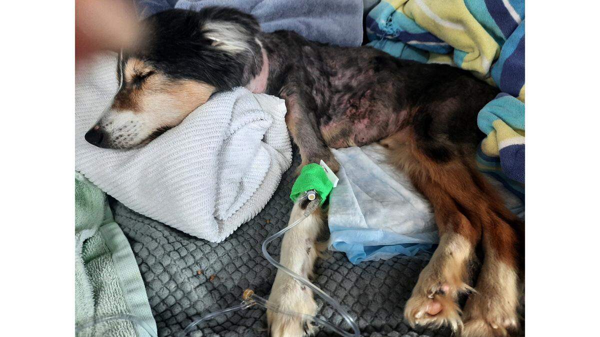 A former Hardee County Sheriff’s Office deputy fired in November for animal cruelty is facing additional charges from the Manatee County Sheriff’s Office.