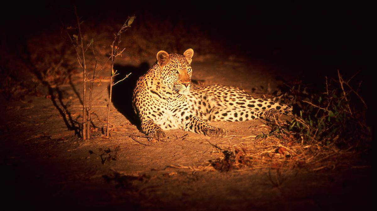 "Endangered," featuring photographs by Lloyd Roberts, "Photos from Near & Far," featuring photographs by Nell Rude, and "Go with the Flow," an open, all media, juried exhibit featuring work by various local artists will run through Nov. 6 at ArtCenter Manatee. An operning reception is 5-7 p.m. Oct. 8. Pictured: "Leopard Spotlight," by Roberts. PROVIDED PHOTO
