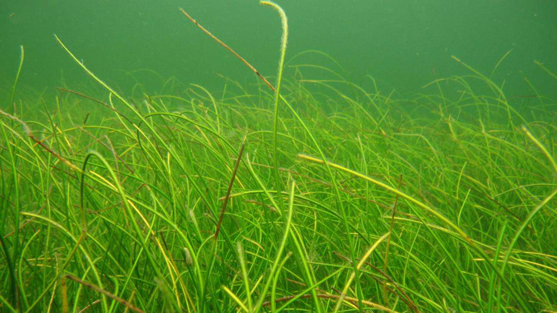 Seagrass is dying by Tampa and Sarasota as red tide worsens. Is Florida doing enough?