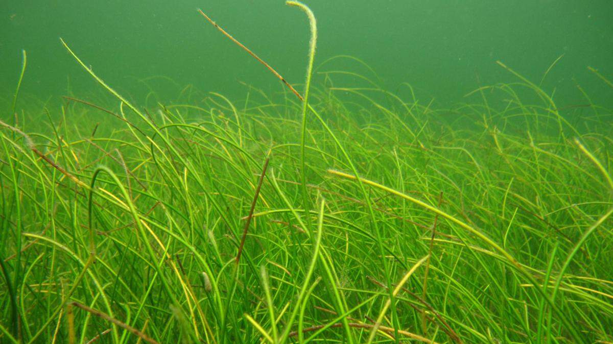 Manatee grass, scientific name Syringodium filiforme, is one species of seagrass commonly found in Tampa Bay and Sarasota Bay.