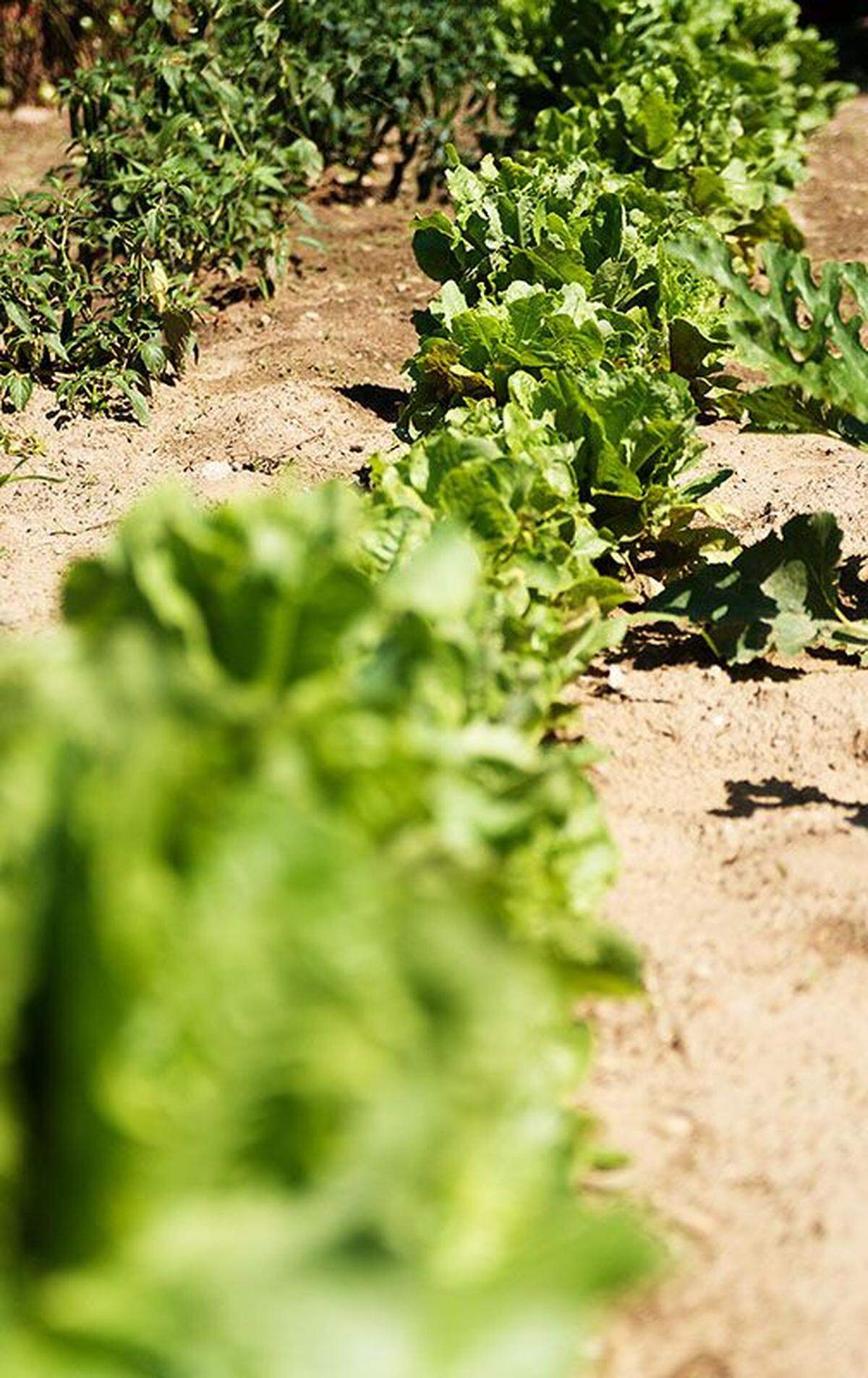 A weed-free garden is a rewarding sight, especially for the gardeners who toiled in the heat.
