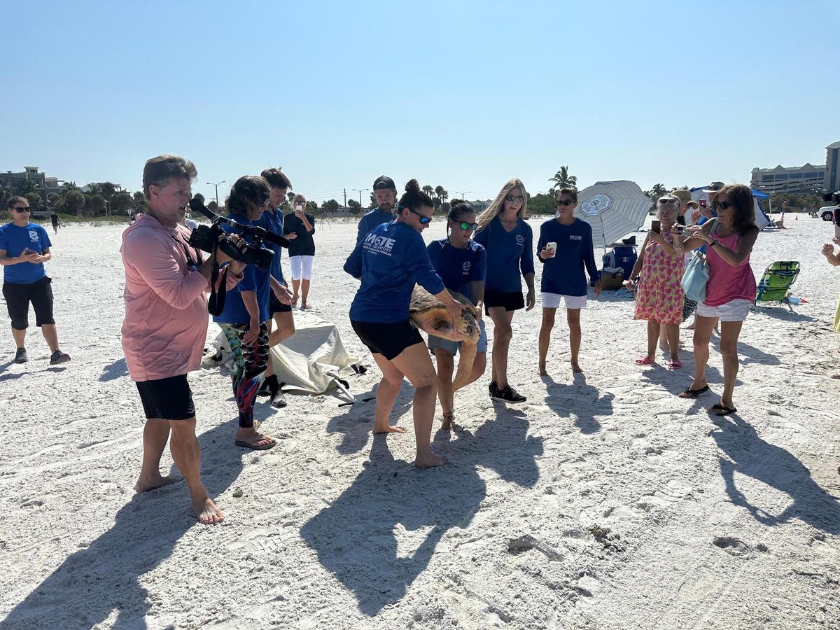 Farmer was lifted off of a cart and carried by two Mote Marine staff members into the shore of Lido Beach.