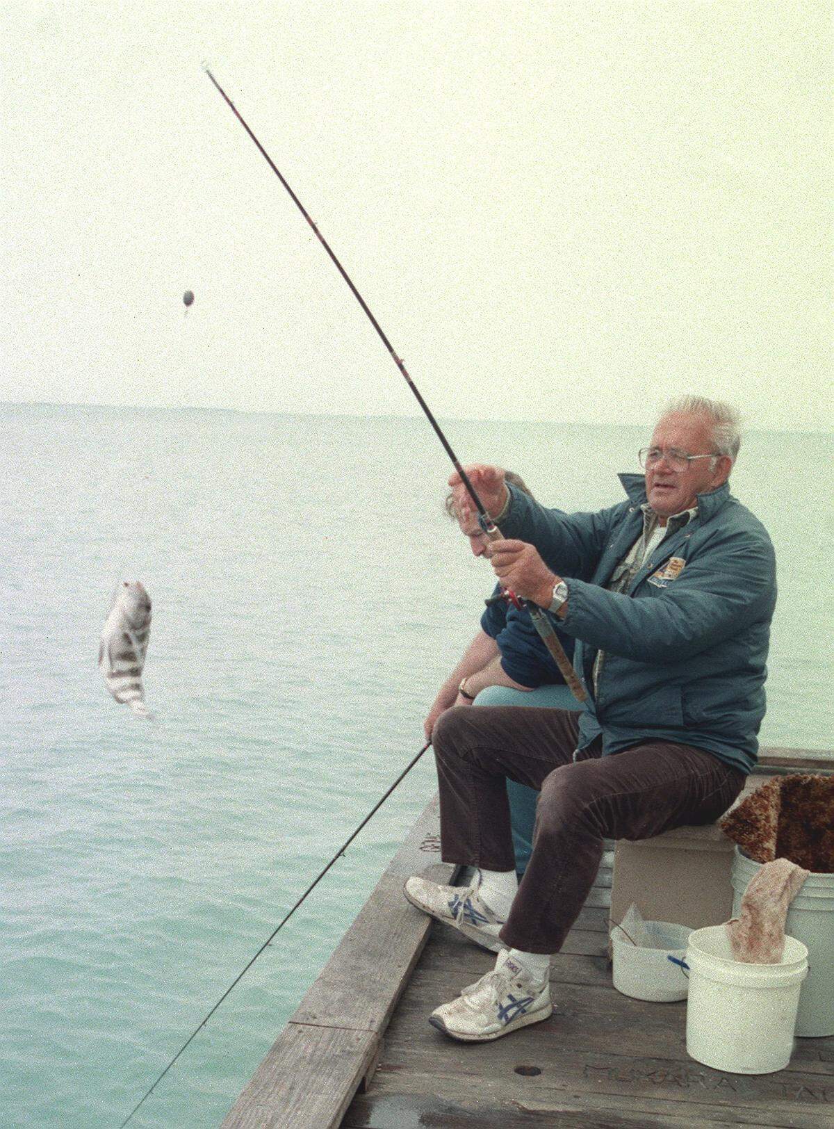 A winter visitor to Anna Maria flips a small sheepshead onto Rod and Reel Pier in March 1999.