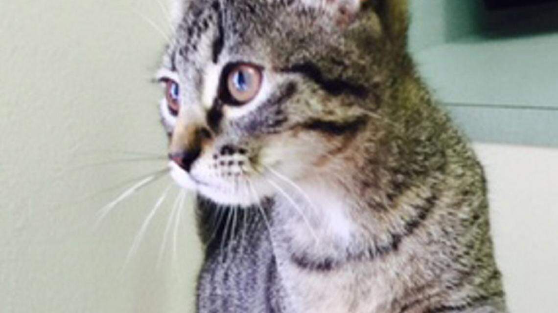 Pets of the Week: Dec. 11