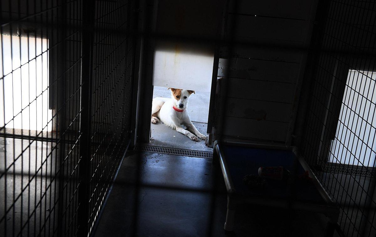 This shy little dog sits outside, one of six dogs brought to Nate’s Honor Animal Rescue in the aftermath of Hurricane Dorian from the Bahamas.