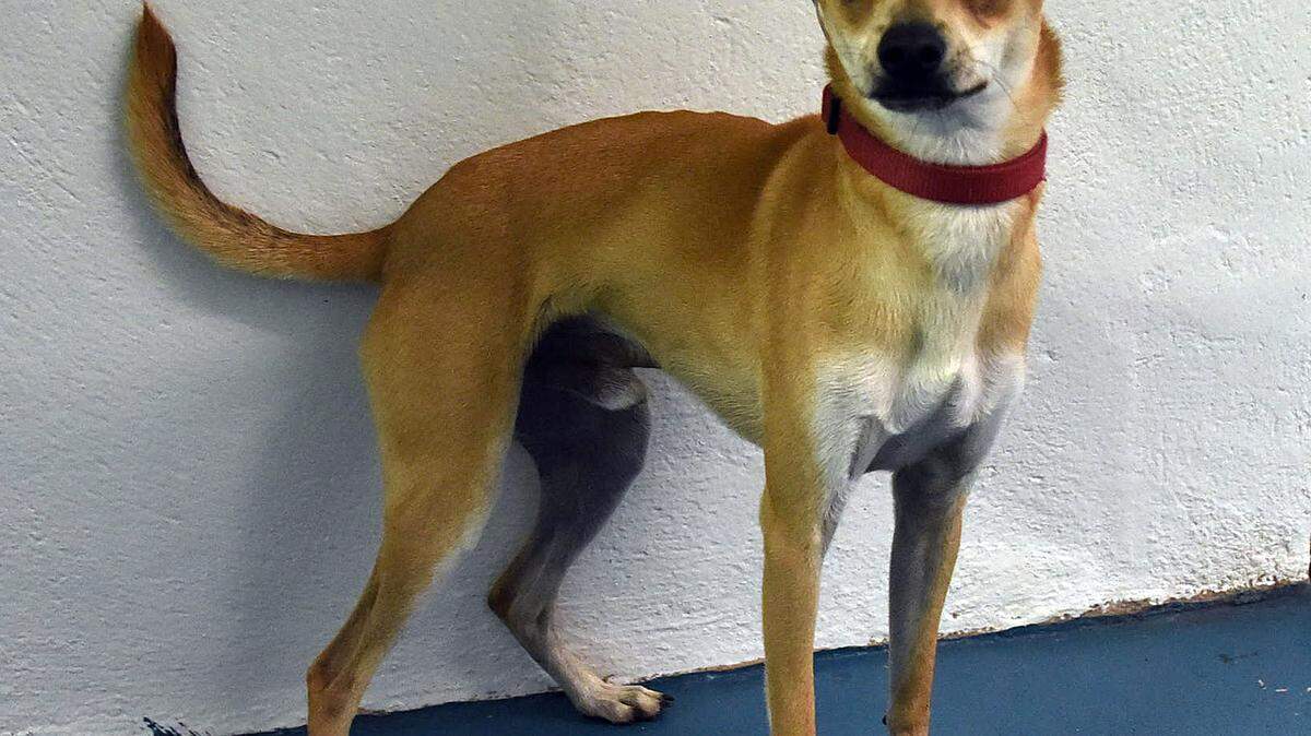 Rudolph, a long-legged chihuahua, is available for adoption at the Humane Society of Manatee County. His adoption fee is $100 plus a county license and heartworm prevention.TIFFANY TOMPKINS-CONDIE/Bradenton Herald