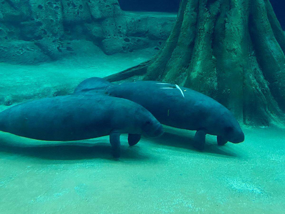 Florida manatees Tober and Ripkin, pictured, arrived at The Bishop Museum of Science and Nature in Bradenton on Friday, where they will rehabilitate before their return to the wild.