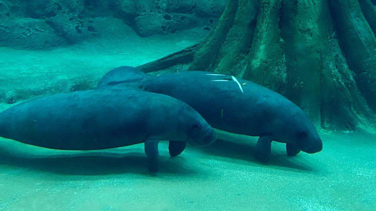 Florida manatees Tober and Ripkin, pictured, arrived at The Bishop Museum of Science and Nature in Bradenton on Friday, where they will rehabilitate before their return to the wild.