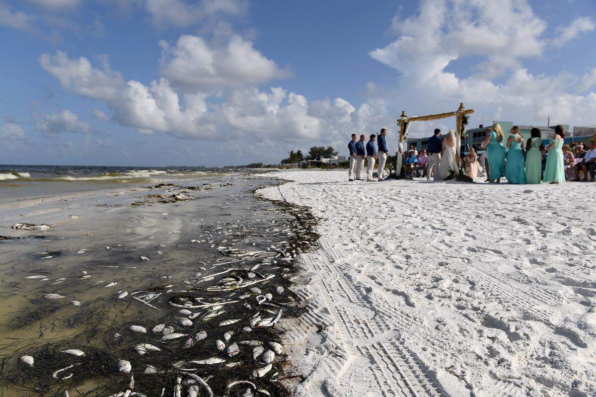 Businesses relying on tourism are sure to take the biggest loss from a red time bloom almost two weeks old. The question as to how much help they will get from Monday’s emergency declaration from Gov. Rick Scott, if any, remains to be seen.