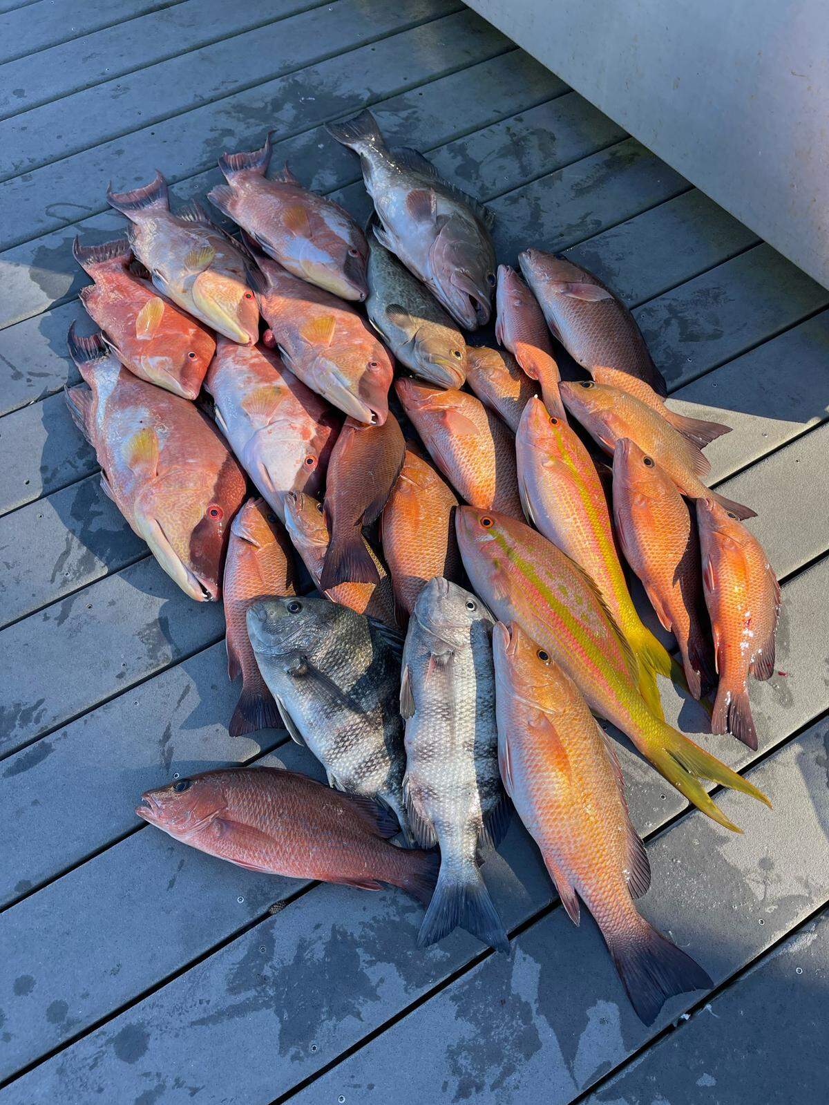 Jon Chapman’s catches from a day of January fishing.
