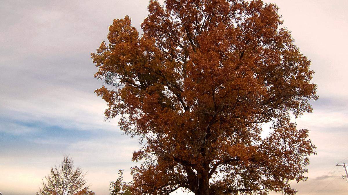 Though not as vibrant as some years, fall is finally showing its colors.