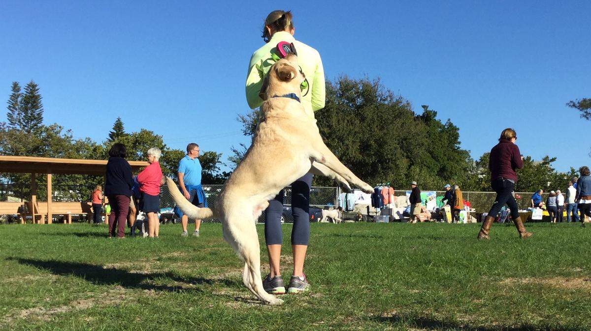 “Are you hiding my treat? Don’t hide my treat.” Dogs and owners alike had a great time on Saturday as Holmes Beach opened its new dog park.