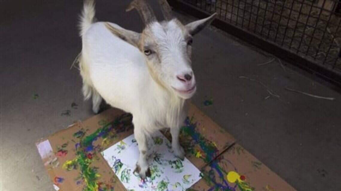 She bought goats from her neighbor in December. Now she’s demanding a DNA test.