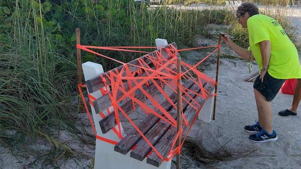 Anna Maria Island Turtle Watch volunteers stake off a bench in Holmes Beach after a sea turtle nested beneath it on July 4.