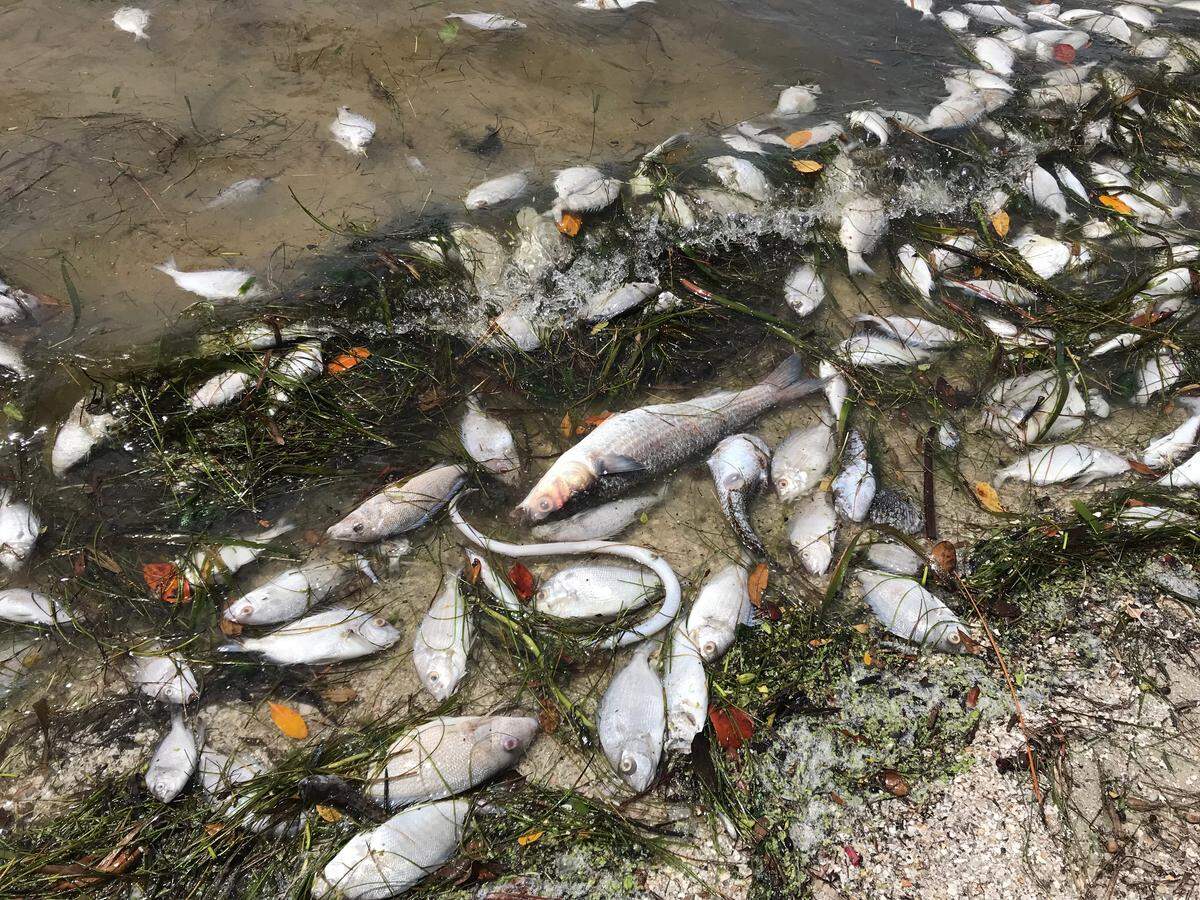 The shores of Palma Sola Causeway have been littered with dead fish during recent days. Officials are seeking volunteers to help with the cleanup effort.