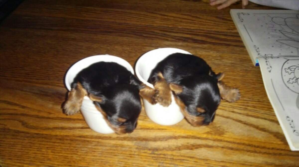Verena’s Yorkie gave birth to two puppies the same week as a third grandchild arrived for Lovina and Joe.