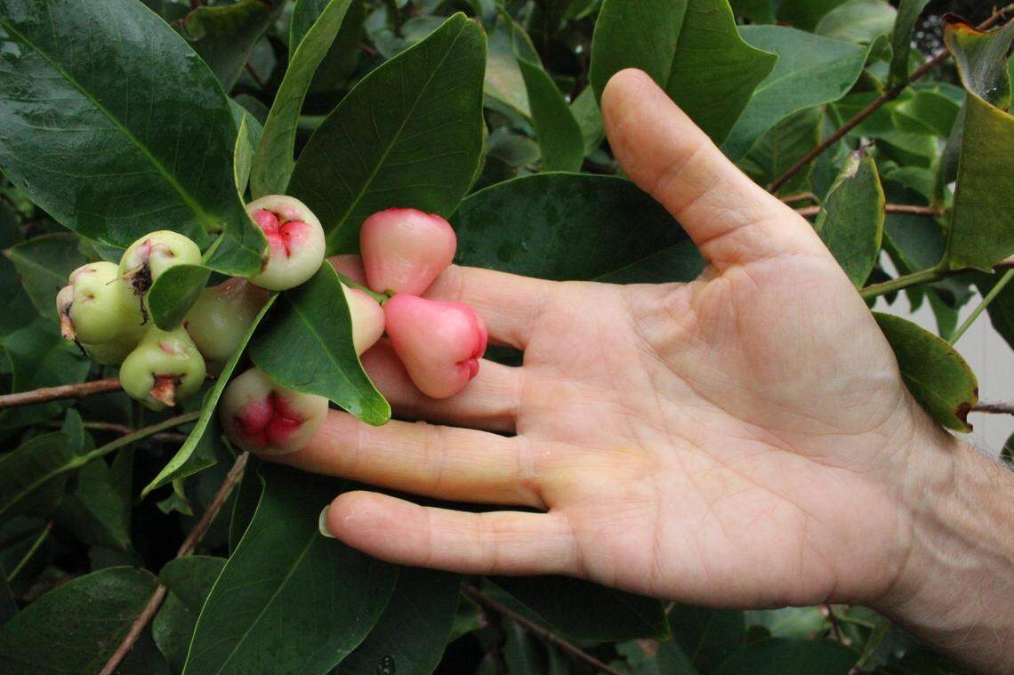 The wax jambu, also called a love apple, has a mild taste, and a crunchy texture, and is one of the fruit trees which will likely be available at the Manatee Rare Fruit Tree Sale on May 7.