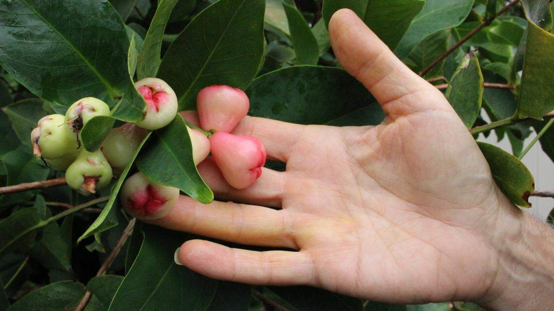 Manatee’s popular fruit tree sale returns with rare plants ‘the big-box stores won’t have’